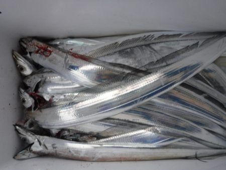 遊漁船 幸友丸 釣果