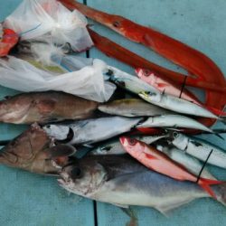 あき丸 釣果