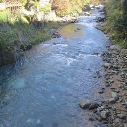 狩野川(狩野川漁業協同組合) 釣果