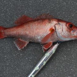 へいみつ丸 釣果