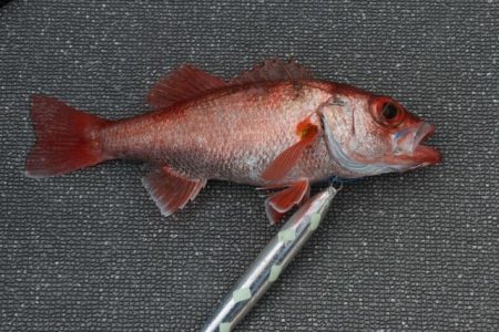 へいみつ丸 釣果