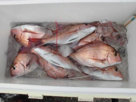 大進丸（新潟） 釣果