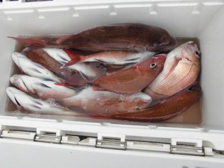 大進丸（新潟） 釣果