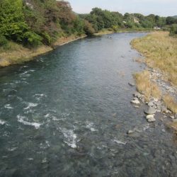 狩野川(狩野川漁業協同組合) 釣果