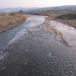 狩野川(狩野川漁業協同組合) 釣果