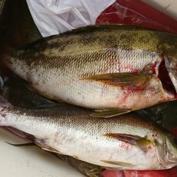 しば渡船 釣果