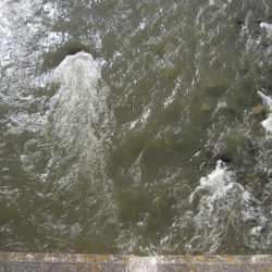 狩野川(狩野川漁業協同組合) 釣果