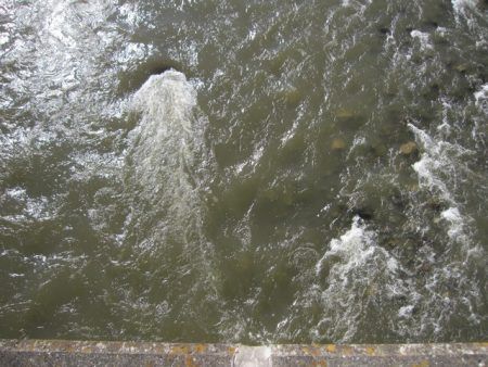 狩野川(狩野川漁業協同組合) 釣果