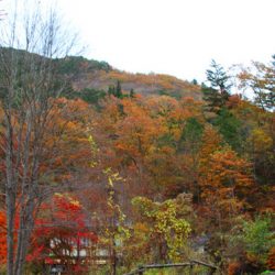 小菅トラウトガーデン 釣果