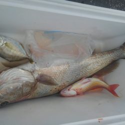 遊漁船 新鋭丸 釣果