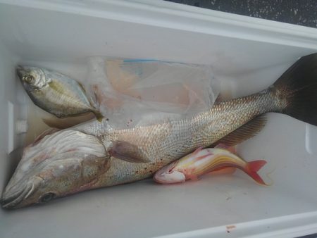 遊漁船 新鋭丸 釣果