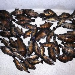 TOPGUN名古屋 釣果