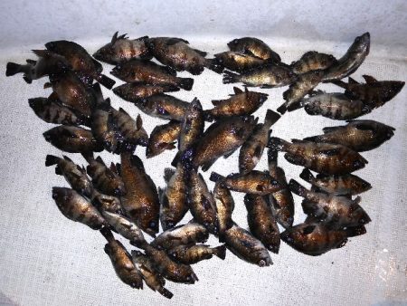 TOPGUN名古屋 釣果