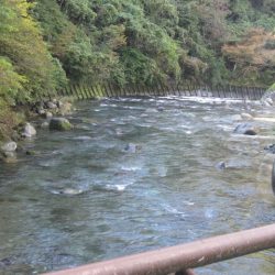 狩野川(狩野川漁業協同組合) 釣果
