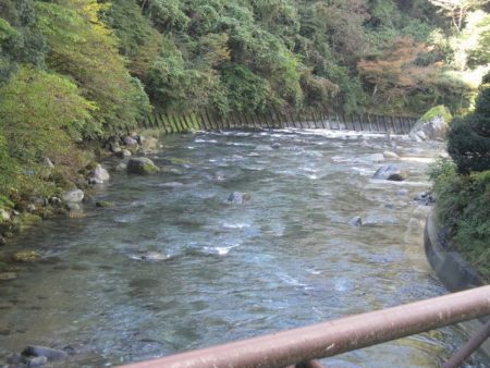 狩野川(狩野川漁業協同組合) 釣果