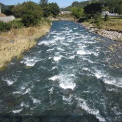 狩野川(狩野川漁業協同組合) 釣果