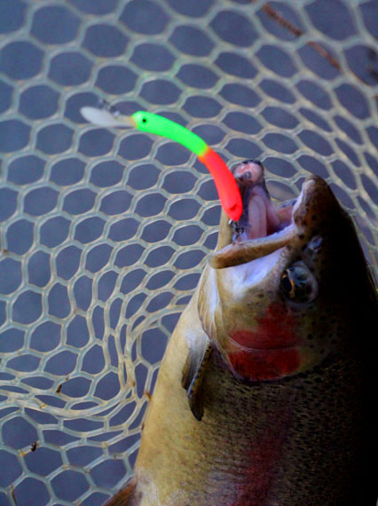 小菅トラウトガーデン 釣果