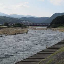 狩野川(狩野川漁業協同組合) 釣果