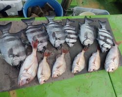 久里浜黒川本家 釣果