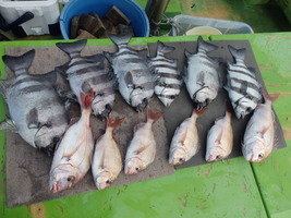 久里浜黒川本家 釣果