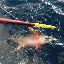 へいみつ丸 釣果