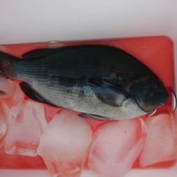 千津丸 釣果