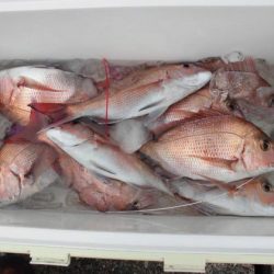 大進丸（新潟） 釣果