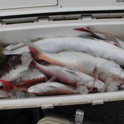 大進丸（新潟） 釣果