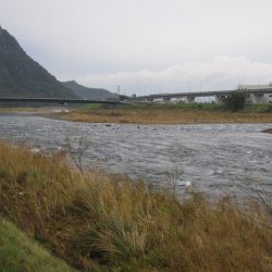 狩野川(狩野川漁業協同組合) 釣果