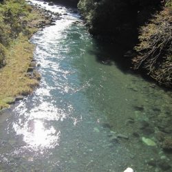 狩野川(狩野川漁業協同組合) 釣果