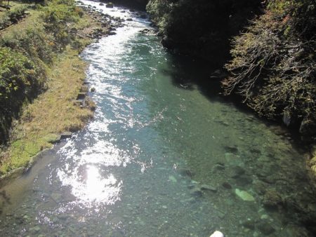 狩野川(狩野川漁業協同組合) 釣果