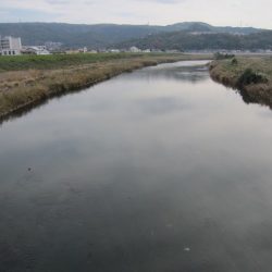 狩野川(狩野川漁業協同組合) 釣果