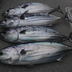 へいみつ丸 釣果
