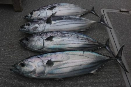 へいみつ丸 釣果