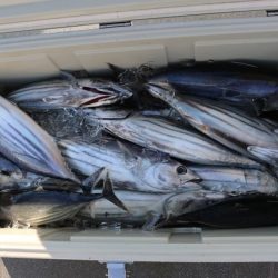 へいみつ丸 釣果