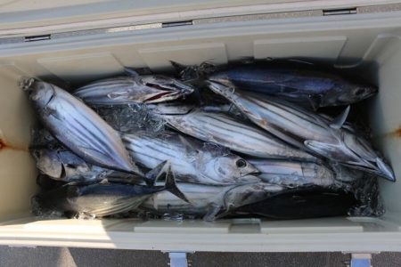 へいみつ丸 釣果