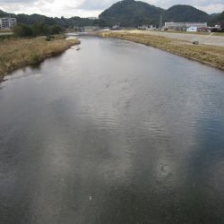 狩野川(狩野川漁業協同組合) 釣果