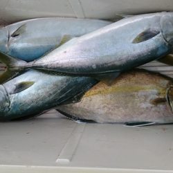 しば渡船 釣果
