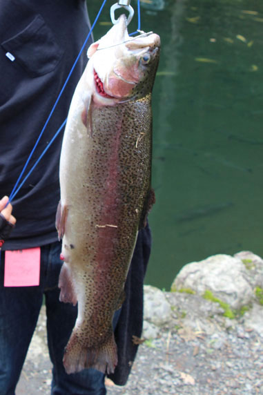 小菅トラウトガーデン 釣果