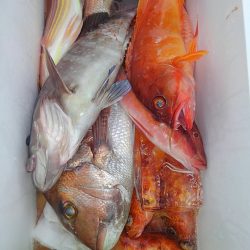 遊漁船 新鋭丸 釣果