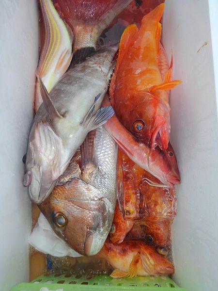 遊漁船 新鋭丸 釣果