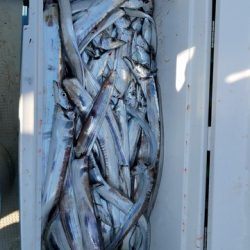 遊漁船 ニライカナイ 釣果