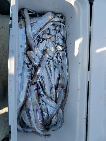 遊漁船 ニライカナイ 釣果