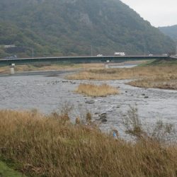 狩野川(狩野川漁業協同組合) 釣果