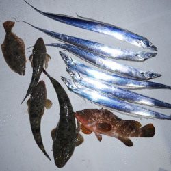 TOPGUN名古屋 釣果