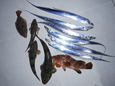 TOPGUN名古屋 釣果