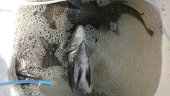 まこと渡船 釣果