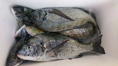 まこと渡船 釣果