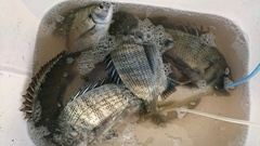 まこと渡船 釣果