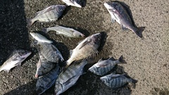 まこと渡船 釣果